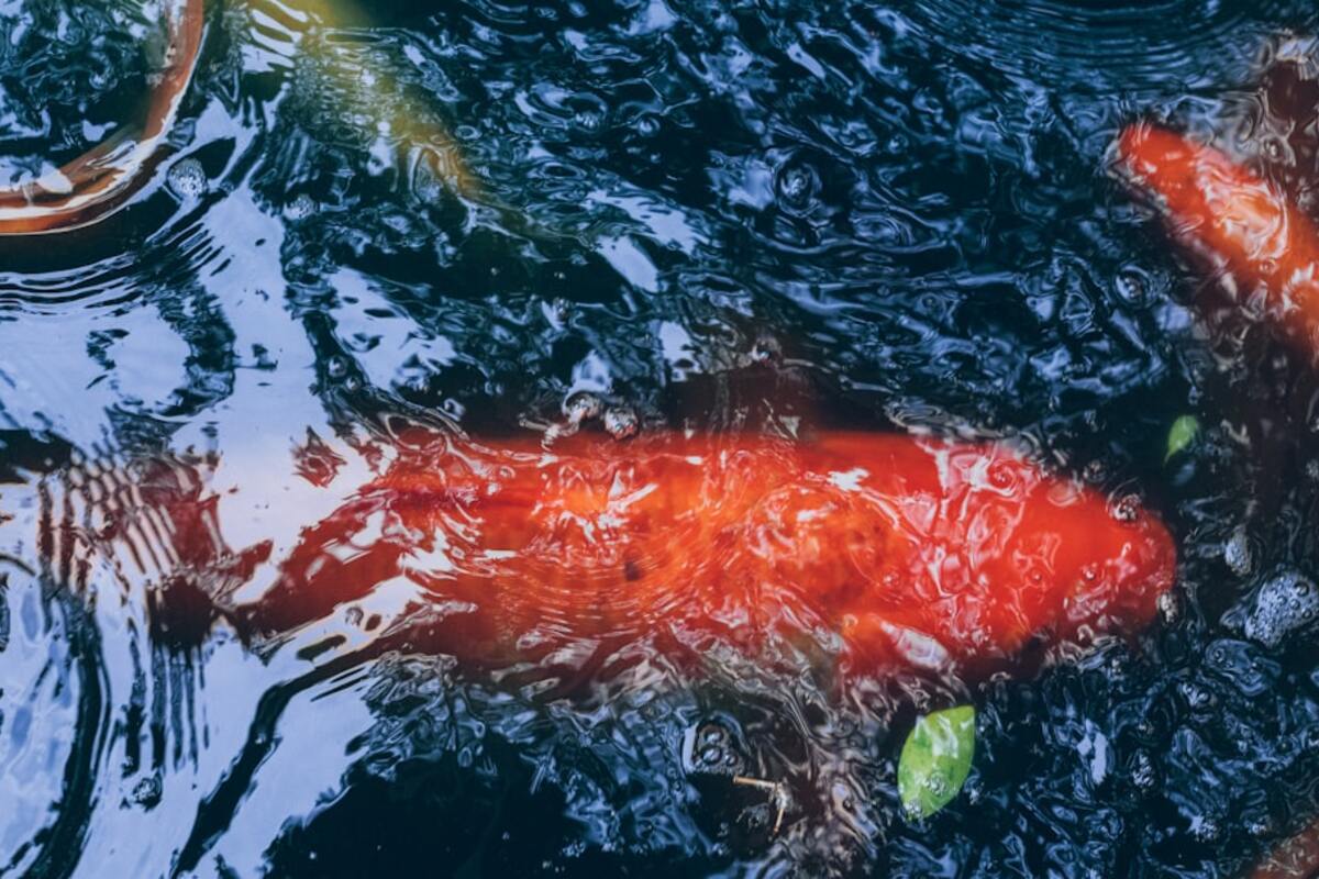 Storm-Proof Income? Catastrophe Bond ETFs and the Case for Uncorrelated Yield